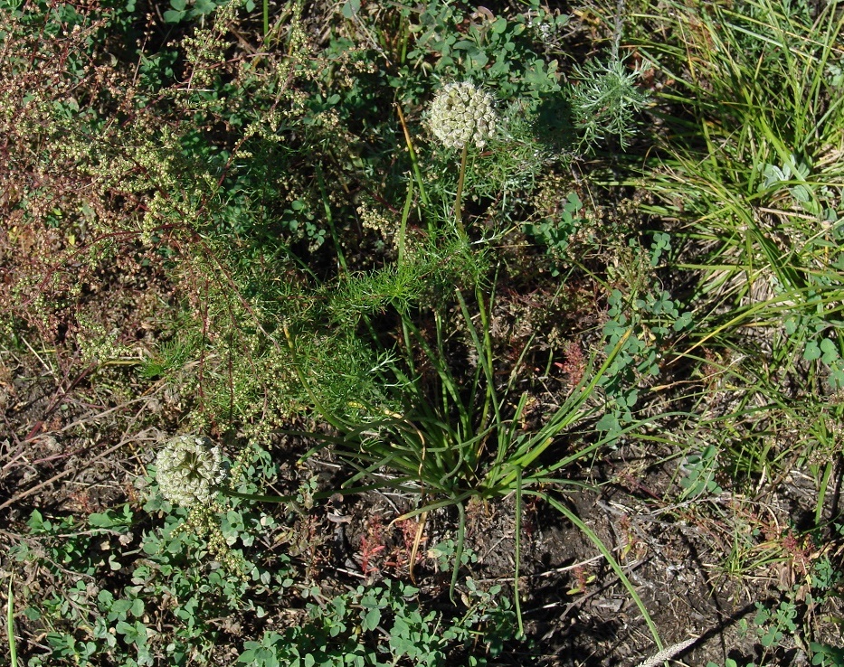 Изображение особи Allium stellerianum.