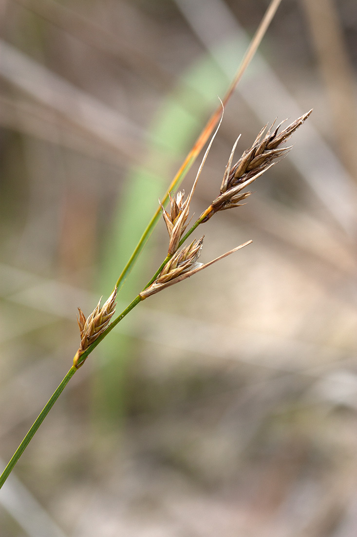 Изображение особи Carex arenaria.