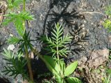 Potentilla tergemina