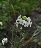 род Cardamine. Верхушка цветущего и плодоносящего растения. Грузия, Боржоми-Харагаульский национальный парк, дно долины руч. Квабисхеви, ≈ 1000 м н.у.м, берег ручья. 26.05.2018.