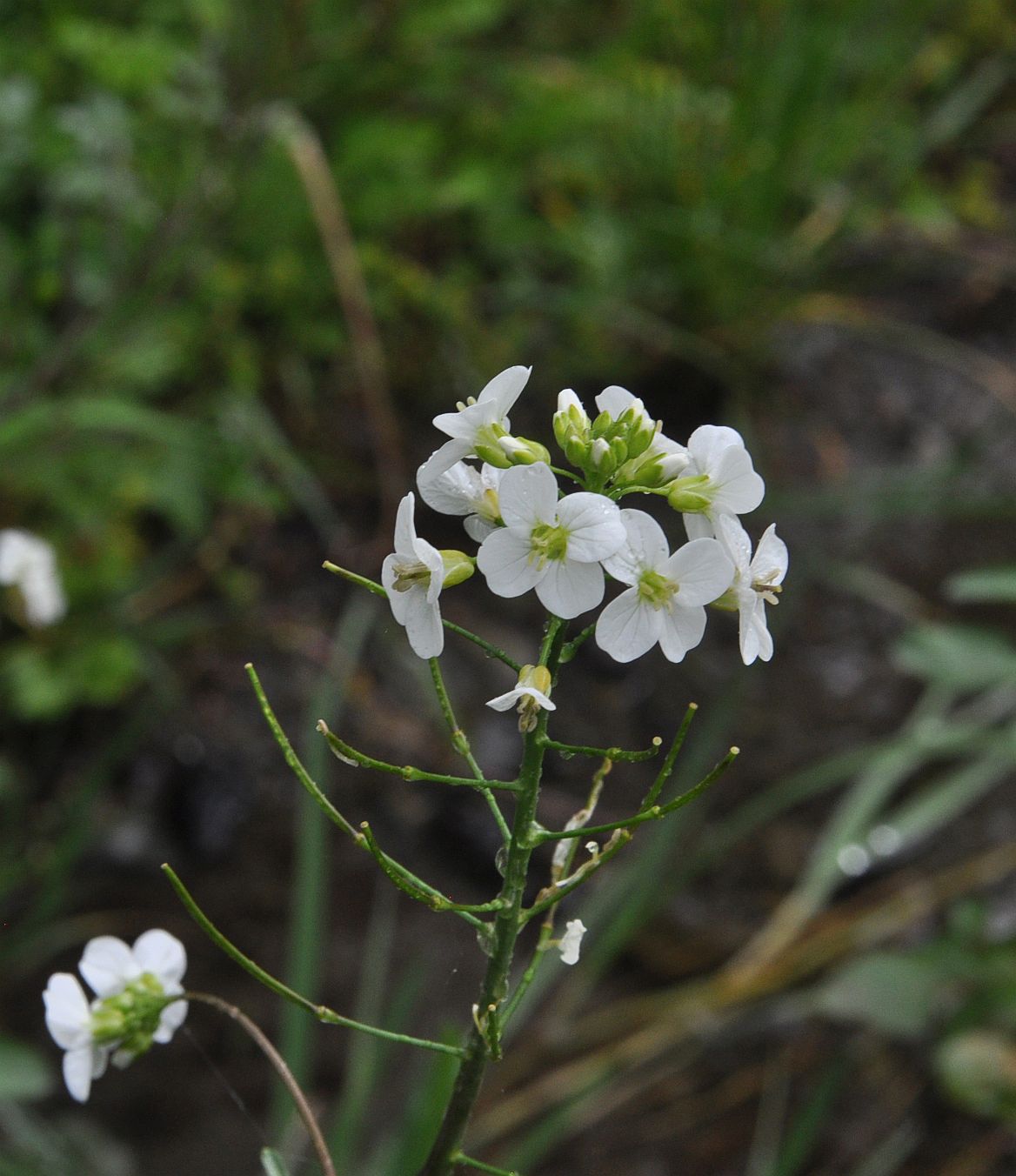 Изображение особи род Cardamine.