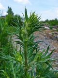 Artemisia vulgaris. Верхняя часть побега. Чувашия, окрестности г. Шумерля. 24 июня 2008 г.