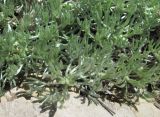 Artemisia caucasica. Побеги. Дагестан, окр. с. Талги, каменистый склон. 22.04.2019.