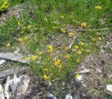 Lotus corniculatus