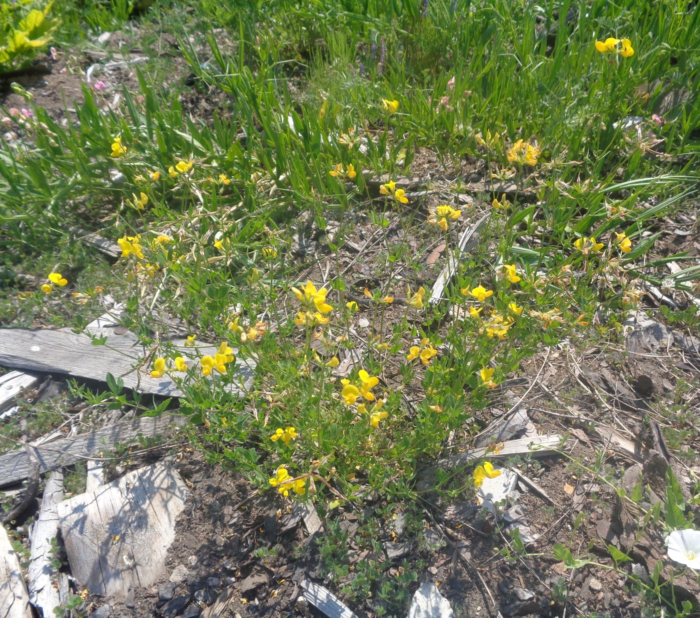 Изображение особи Lotus corniculatus.