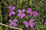 Dianthus chinensis. Цветки и бутоны. Сахалинская обл., Охинский р-н, п-ов Шмидта, средняя часть склона прибрежной сопки. 20.07.2017.