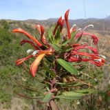 Lobelia excelsa