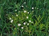 Stellaria holostea