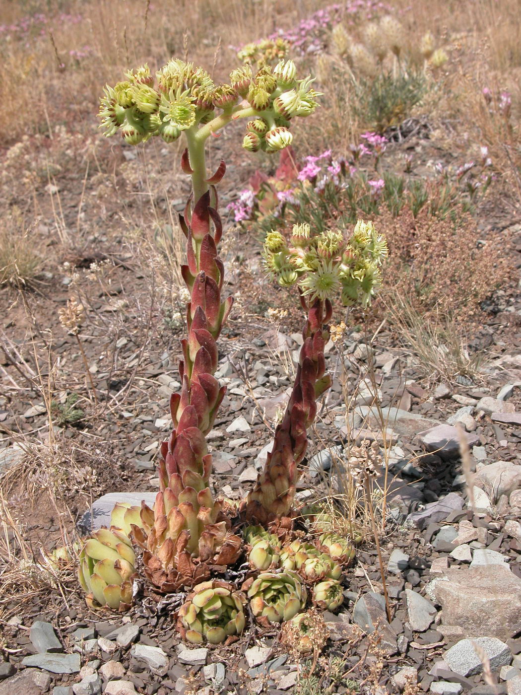 Image of Sempervivum transcaucasicum specimen.