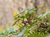 Geranium lucidum. Вегетирующее растение. Краснодарский край, м/о г. Новороссийск, гора Семигорка, ≈ 400 м н.у.м., буковый лес, на замшелых камнях. 24.04.2021.