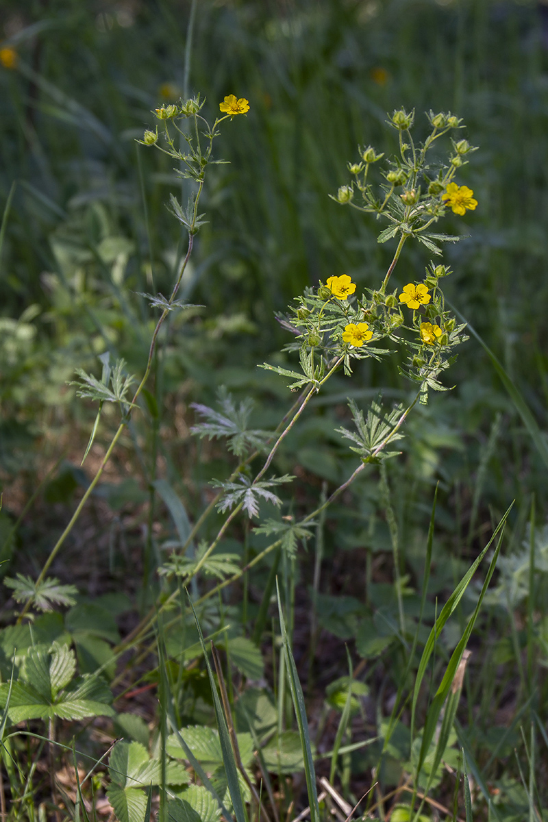 Изображение особи Potentilla longipes.