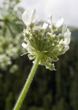 Heracleum mantegazzianum. Соцветие-зонтик (вид со стороны обёртки). Карачаево-Черкесия, Урупский р-н, Кавказский биосферный заповедник, Имеретинское ущелье, ≈ 1200 м н.у.м., субальпийский луг. 30.07.2022.