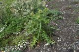 Cirsium ciliatum