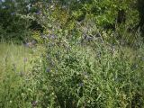 Anchusa procera