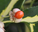 Euonymus japonicus