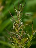 Epilobium glandulosum