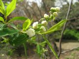 Exochorda korolkowii