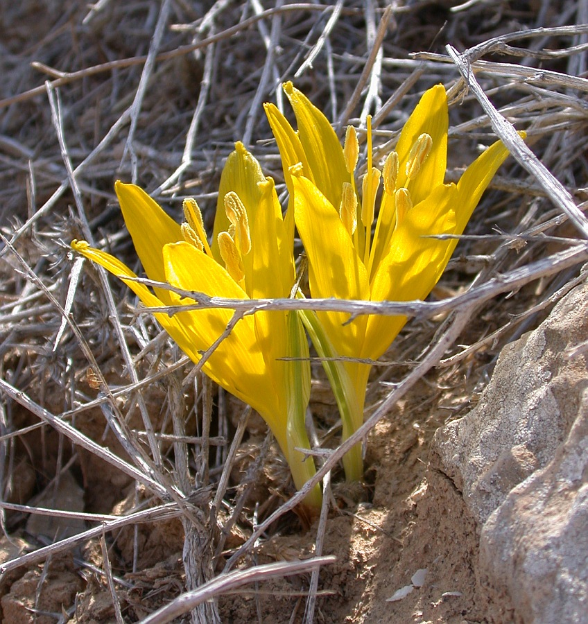 Image of Sternbergia clusiana specimen.