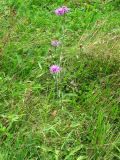 Centaurea carpatica