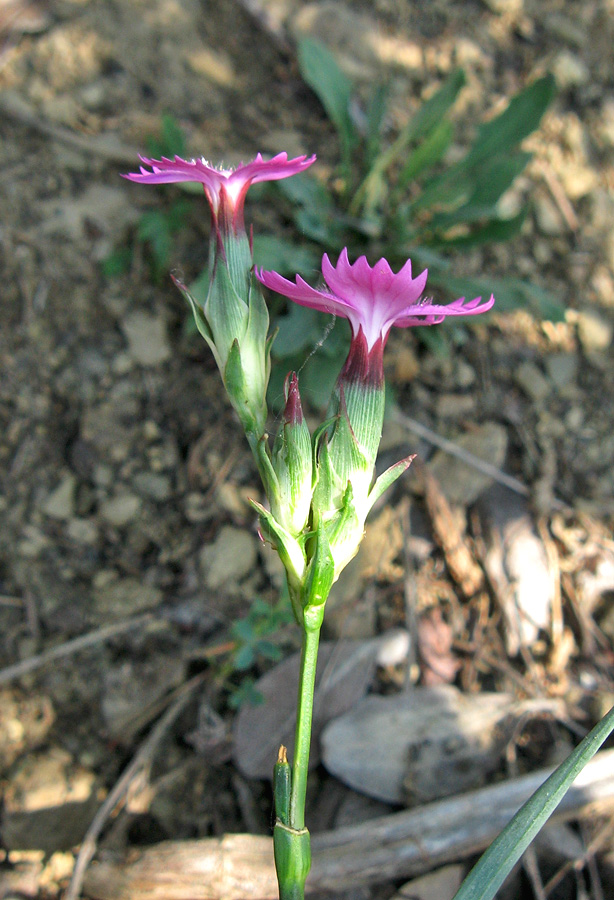 Изображение особи Dianthus capitatus.