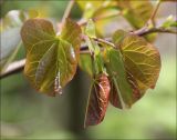 Cercis siliquastrum. Распускающаяся листва (одичавшее растение). Черноморское побережье Кавказа, Геленджикский район, севернее пос. Кабардинка, шибляк. 23 апреля 2012 г.