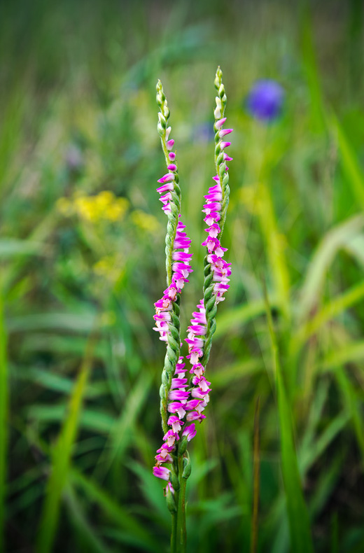 Изображение особи Spiranthes australis.