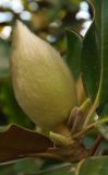 Magnolia grandiflora. Бутон. Крым, г. Ялта, в городском озеленении. 20.05.2013.