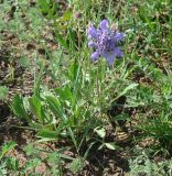 Scabiosa comosa. Цветущее растение. Иркутская обл. Усть-Ордынский р-н, на горе Булен у дороги. 15.07.2013.