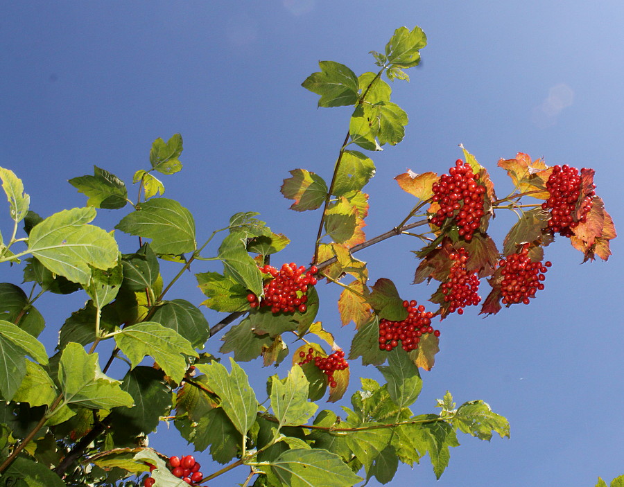 Изображение особи род Viburnum.