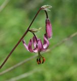 Lilium pilosiusculum. Верхушка побега с цветком и бутоном. Бурятия, южная часть Баргузинского хребта, берег ручья Снежного. 15.07.2009.