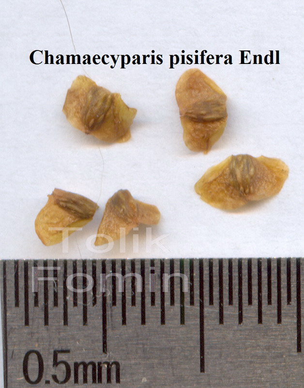 Image of Chamaecyparis pisifera specimen.