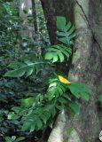 Epipremnum pinnatum. Вегетирующее растение на досковидных корнях дерева. Андаманские острова, остров Хейвлок, влажный тропический лес. 01.01.2015.