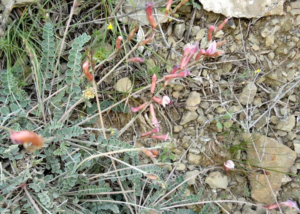 Изображение особи Astragalus velatus.