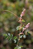 Cuscuta lehmanniana. Побег с отцветающими соцветиями на ветке шиповника. Южный Казахстан, горы Алатау (Даубаба), Западное ущелье. 30.07.2014.