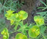 Euphorbia borealis. Соцветие с муравьем. Якутия (Саха), южные окр. г. Якутска, холмы. 11.06.2012.