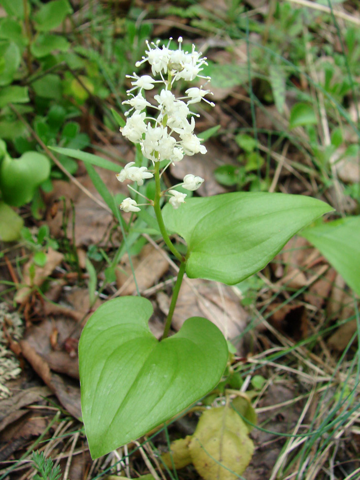 Изображение особи Maianthemum bifolium.