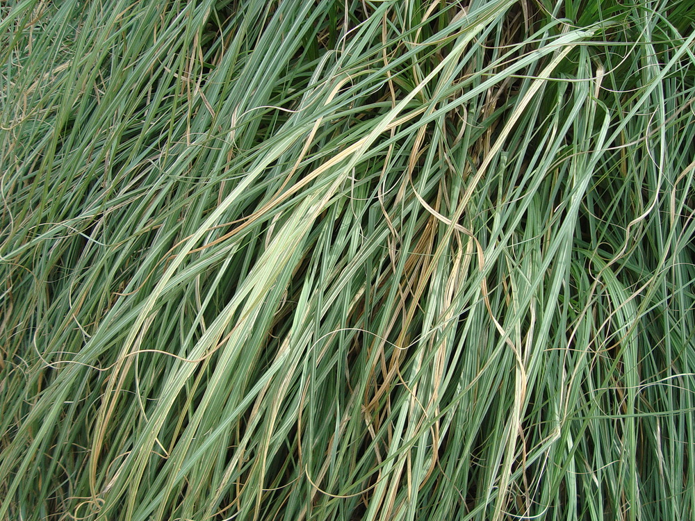 Изображение особи Cortaderia selloana.