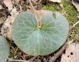 Asarum europaeum