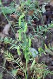 Vicia ervilia