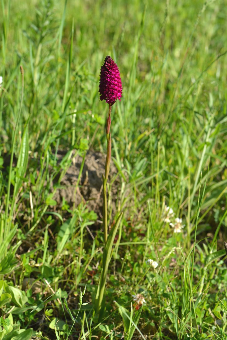 Изображение особи Anacamptis pyramidalis.