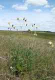 Rhaponticoides ruthenica. Цветущее растение. Нижегородская обл., Починковский р-н, окр. с. Новоспасское, урочище Кожекладка, открытый склон, луговая степь. 20 июня 2010 г.