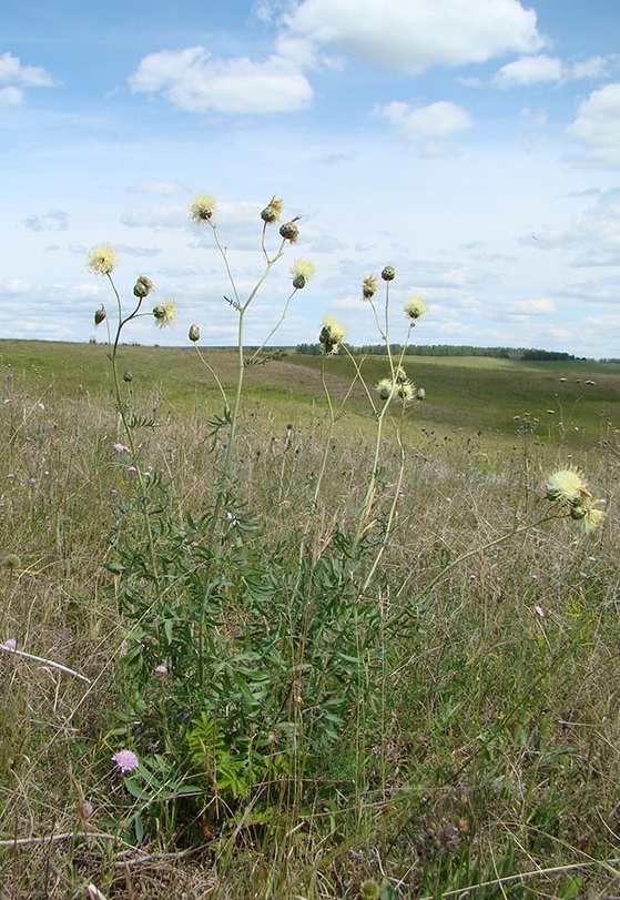 Изображение особи Rhaponticoides ruthenica.