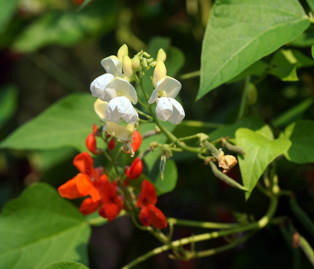 Изображение особи Phaseolus coccineus.