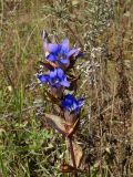 Gentiana scabra. Верхушка цветущего растения. Приморье, Находкинский городской округ, окр. пос. Ливадия, оз. Ливадийское, луг у озера. 01.10.2016.