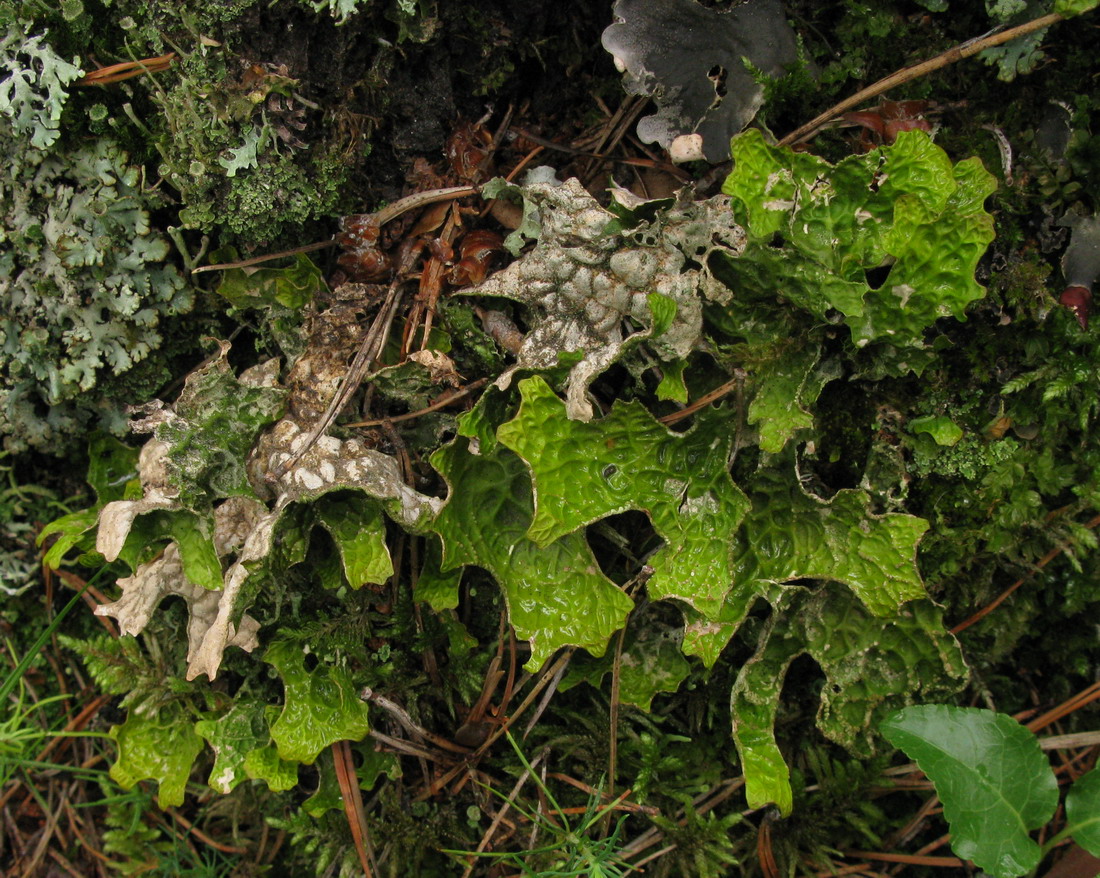 Изображение особи Lobaria pulmonaria.