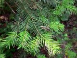 Abies sibirica