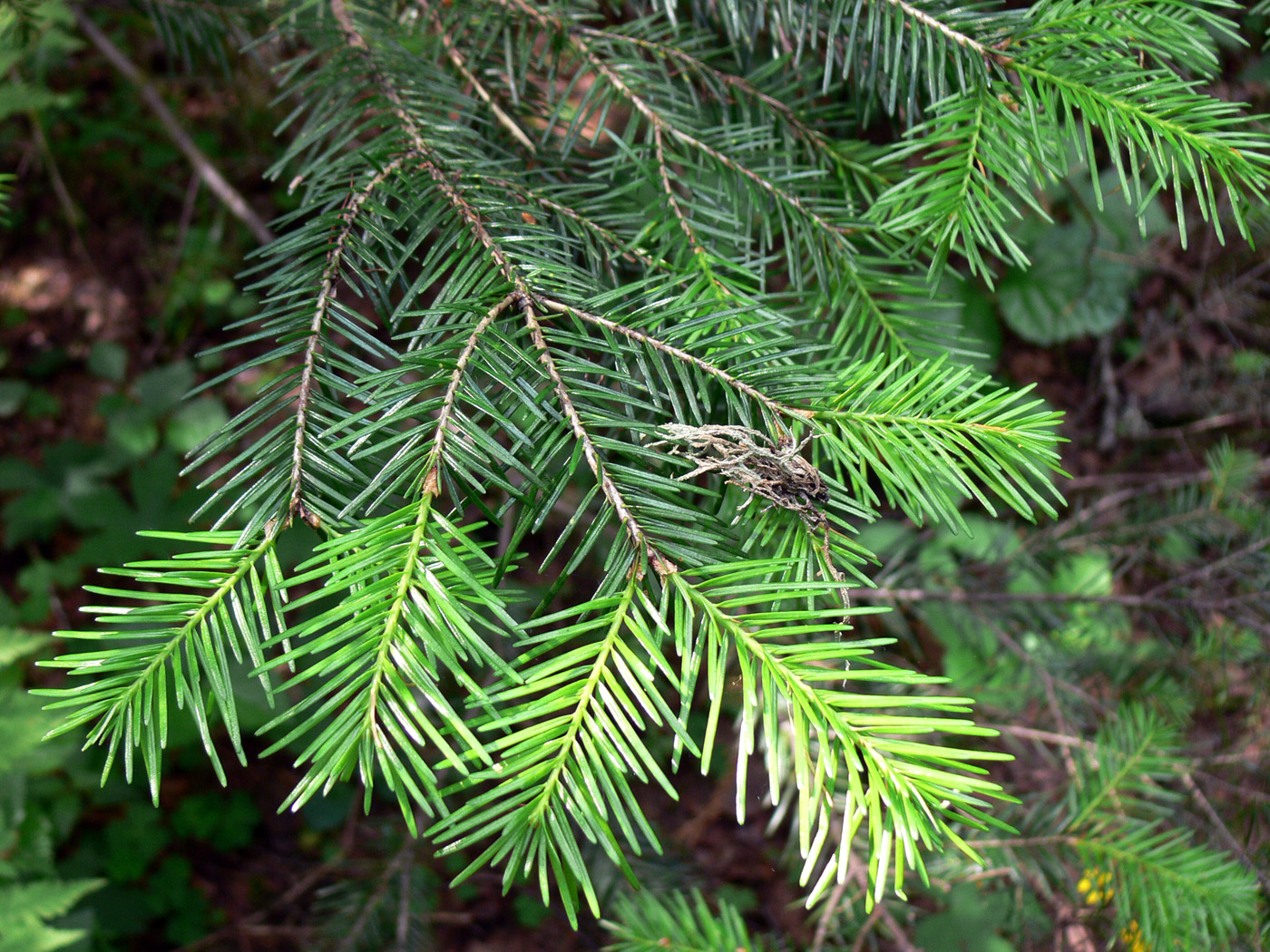 Изображение особи Abies sibirica.