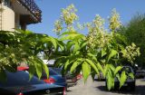 Sambucus racemosa