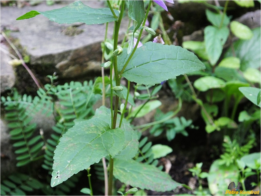 Изображение особи Campanula rapunculoides.