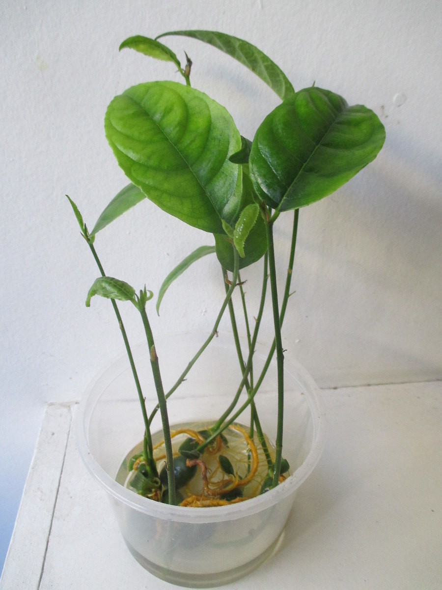 Image of Artocarpus heterophyllus specimen.